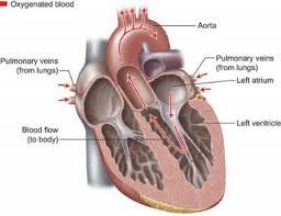 Jun 11, 2019 · related posts of the human blood vessels labeled digestive tract of human. How The Heart Blood Vessels Work Heart Vascular Institute Temple Health