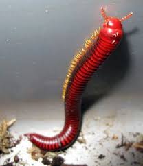 Black And Yellow Millipede Florida Image Result For Flaming Leg Millipede Millipede Bugs And Insects Beautiful Bugs