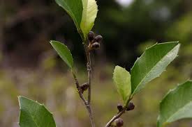 Image result for Streblus