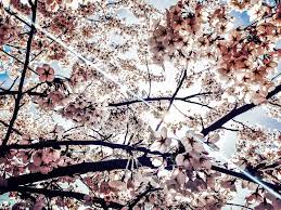 From the candyfloss arches of greenwich park, to the cherry walk in kew. Cherry Blossoms At Trinity Bellwoods Yesterday Toronto