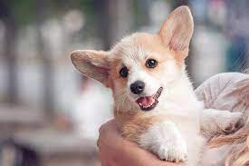 First, the incisors fall out around 12 to 16 weeks canine teeth will fall out around 16 weeks Puppy Teething Timeline How Long Does Puppy Teething Last
