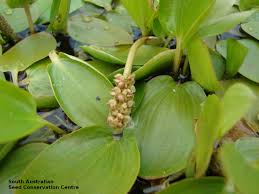 Image result for Potamogetonaceae