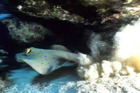 Il corpo è schiacciato e ricoperto da vaste pinne pettorali che conferiscono al pesce un profilo romboidale. Razze La Compagnia Del Mar Rosso