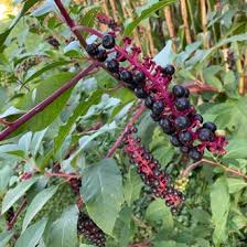 Image result for Phytolacca