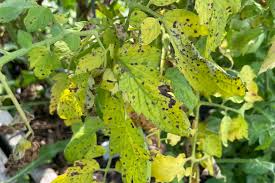 Image result for tomato seedling early blight
