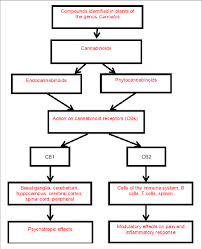 flow chart demonstrating the types of cannabinoids and their