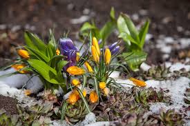 This shrub is one of the first signs of spring, breaking bud in late winter to early spring. Flowers Crocuses Spring Snow Spring Snow The First Flowers Greens Purple Blue Yellow Pxfuel