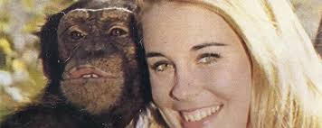 What ever happened to Judy the Chimp?