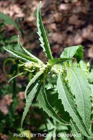 Image result for Dysphania