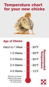Baby Chick Care | Purina Animal Nutrition