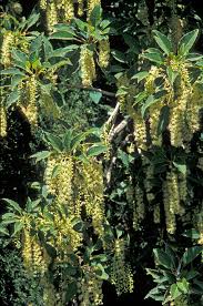 Image result for Phytolacca dioica