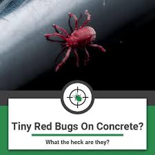 Because they look like bugs, people just assume they are. The Tiny Red Bugs On Concrete What The Heck Are They Clover Mites Bugs Backyard Fun