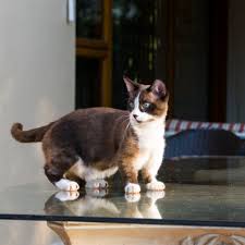Learn all about munchkin breeders, adoption, health, grooming, and more. Munchkin Cat Full Profile History And Care