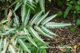 Image result for Pteris kivuensis