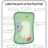 Maybe you would like to learn more about one of these? Artstation Ks3 Animal Cell Worksheet Bex Taylor