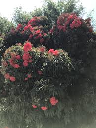 Plants of different shapes are great too, as each species of bee has a unique tongue length. Beautiful Shaggy Red Flowers With Long Dark Green Leaves In Southern California The Bees Love It What Kinda Tree Is It Though Treeidentification