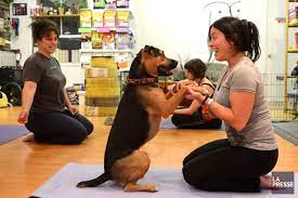 Elle sort le chien trois fois par jour. Faire Du Yoga Avec Son Chien La Presse