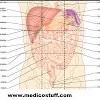 9 anatomical quadrants, anatomical quadrants and regions, anatomical quadrants of the abdomen, anatomical quadrants of the body, four abdominal quadrants, human anatomy. Https Encrypted Tbn0 Gstatic Com Images Q Tbn And9gcq8bwnltmug4awlih8oavs0bgxfx6odjomn 4npxunuzcyc0mpg Usqp Cau