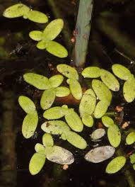 Image result for Lemna aequinoctialis