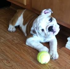 Jenna little with austin bulldog rescue stopped by the station along with the super sweet old english bulldog, maggie. Puppy English Bulldog Starting Life Off Right