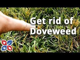 For smaller spaces, use a shovel by cutting the grass in manageable squares and pushing. How To Get Rid Of Doveweed Lawn Care Tips Domyown Com Youtube