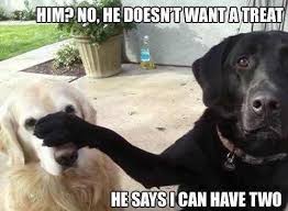 Http I Imgur Com Ktw7w Jpg Funny Dog Photos Funny Dog Pictures Funny Animals