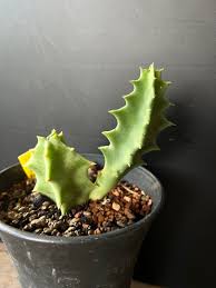 Image result for Orbea melanantha