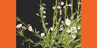 Image result for Mimulus gracilis