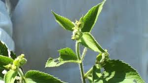 Image result for Tragia rupestris