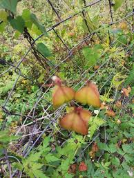 Image result for Cardiospermum