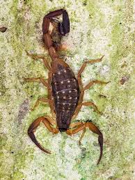 Woods Scorpion Spider Species Arachnids Scorpion