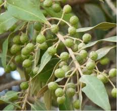 Marula liquer and beer are made from the fruits. Trees In The Spotlight Weforest