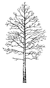 These insects cause enormous economic damage by destroying landscape trees that must be removed and replaced, and by destroying trees that are essential to the north american lumber industry. Trembling Aspen