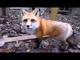 Full list of animal related subreddits right here. Vila Das Raposas Mulher Cria Abrigo Para A Especie Youtube