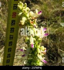 Image result for Coleus calycinus