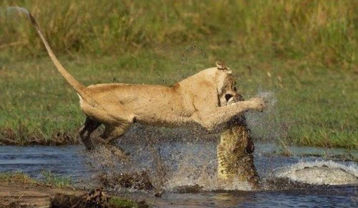 A battle between a lioness and a Nile crocodile : r/HardcoreNature