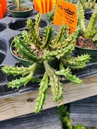 Image result for Huernia erectiloba