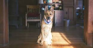 In the same manner, these pesticides can be harmful to pets as well. Is Pest Control Safe For Pets Today I M Home