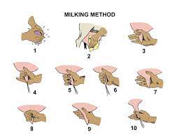 Male Milking Tips - Male Chastity Journal