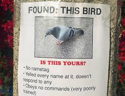 Guy Trolls His Neighborhood With Fake Posters And People Aren T Sure If He S For Real Demilked