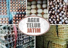 Maybe you would like to learn more about one of these? Agen Telur Ayam Bebek Puyuh Jatim 1