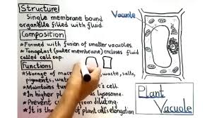 The function of vacuoles are different in different organism, for instance in animal the vacuoles size are small so it work like storing meterial (salt, water and it maintains the balance between biogensis and degradation of many substances and cell structures. Plant Vacuole In Urdu Functions Composition Structure Youtube