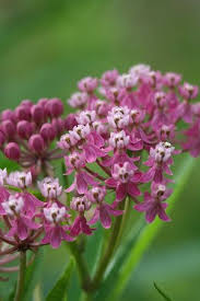 Asclepias Incarnata Swamp Milkweed Host Plant For Monarch Eggs Asclepias Incarnata Swamp Milkweed Butterfly Plants