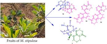 Image result for Mitragyna stipulosa