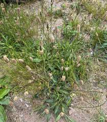 Image result for Empogona lanceolata