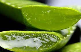 Using aloe vera before shampooing your hair is a great way to keep dandruff at bay.mash some freshly extracted aloe vera gel and apply it on scalp. Aloe Vera Gel Benefits Uses And Side Effects