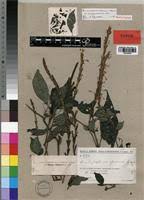 Image result for Brachystephanus