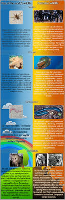 Differences between australia and america: America Vs Australian Wildlife
