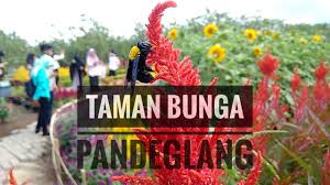 Wisata pandeglang banten pandeglang punya wisata baru kp jambu taman bunga. Taman Bunga Kampung Jambu Pandeglang Banten Youtube