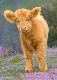 Untitled Cute Animals Animals Cute Cows